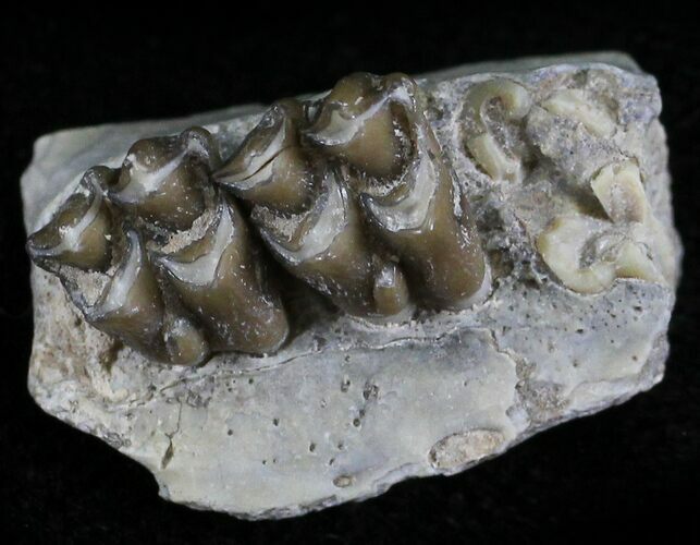 Oligocene Ruminant (Leptomeryx) Jaw Section #25096